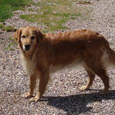 Golden retriever Tessa