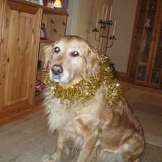 Golden retriever Tessa