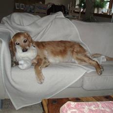 Golden retriever Tessa