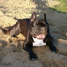 Fransk bulldog Otto