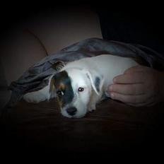 Jack russell terrier Egesgave´s Kaffa