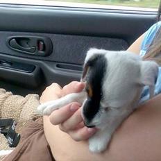 Jack russell terrier Egesgave´s Kaffa