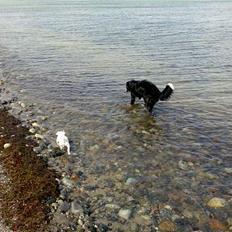 Jack russell terrier Egesgave´s Kaffa