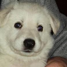 Hvid Schweizisk Hyrdehund Horsebo Vi2