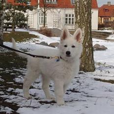 Hvid Schweizisk Hyrdehund Horsebo Vi2