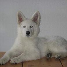 Hvid Schweizisk Hyrdehund Horsebo Vi2