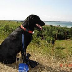 Labrador retriever blackie