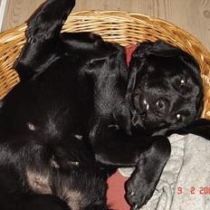 Labrador retriever blackie