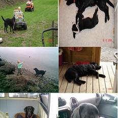 Labrador retriever blackie