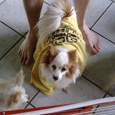 Papillon Max (Død d 15/1-07)