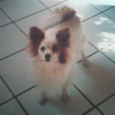 Papillon Max (Død d 15/1-07)