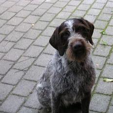 Ruhåret hønsehund Dina