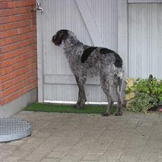 Ruhåret hønsehund Dina