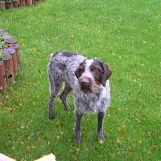 Ruhåret hønsehund Dina