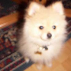 Pomeranian Luie