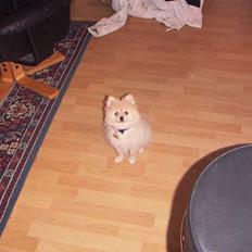 Pomeranian Luie