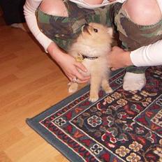 Pomeranian Luie