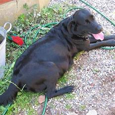 Labrador retriever molli