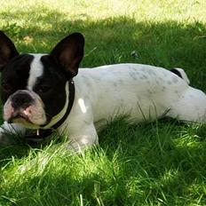 Fransk bulldog Frodo 2004 -