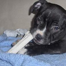 Staffordshire bull terrier Mathilde