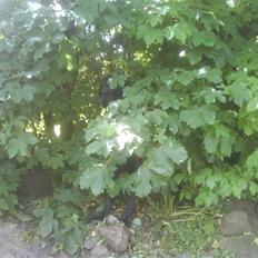 Grand danois Big Ben