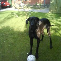 Grand danois Big Ben