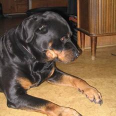 Rottweiler Zenta