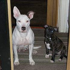 Blanding af racer Gucci R.I.P