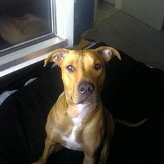 Blanding af racer Gucci R.I.P