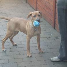 Cane corso Pippi R.I.P.