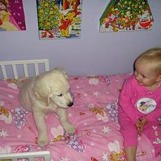 Golden retriever Sofus