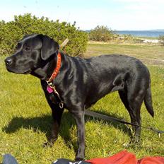 Labrador retriever Chika