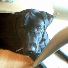 Labrador retriever Chika