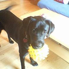 Labrador retriever Chika