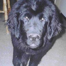 Newfoundlænder Moonshine lovers Bonnie