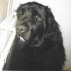 Newfoundlænder Moonshine lovers Bonnie