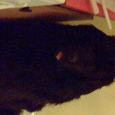 Newfoundlænder Moonshine lovers Bonnie