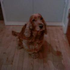 Cocker spaniel lucky (DØD)