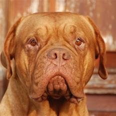 Dogue de bordeaux Den røde tønde, Rosita. R.I.P.