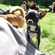 Chihuahua Merle *RIP 24-07-08* 