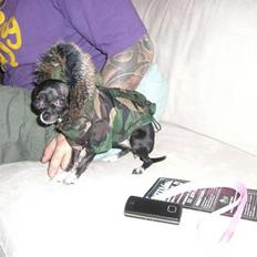 Chihuahua Merle *RIP 24-07-08* 