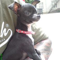 Chihuahua Merle *RIP 24-07-08* 