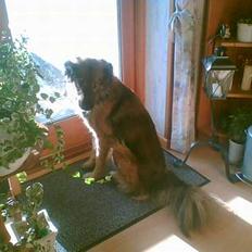 Belgisk hyrdehund Stine