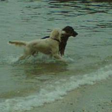 Golden retriever Vicki