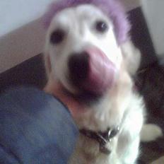 Golden retriever Vicki