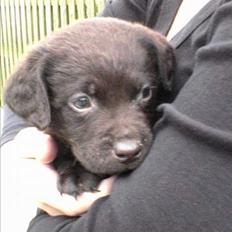 Labrador retriever Bailey