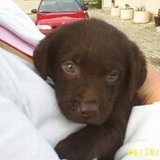 Labrador retriever Bailey
