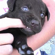 Labrador retriever Bailey