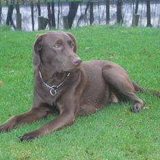 Labrador retriever Sille