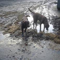 Labrador retriever Sille